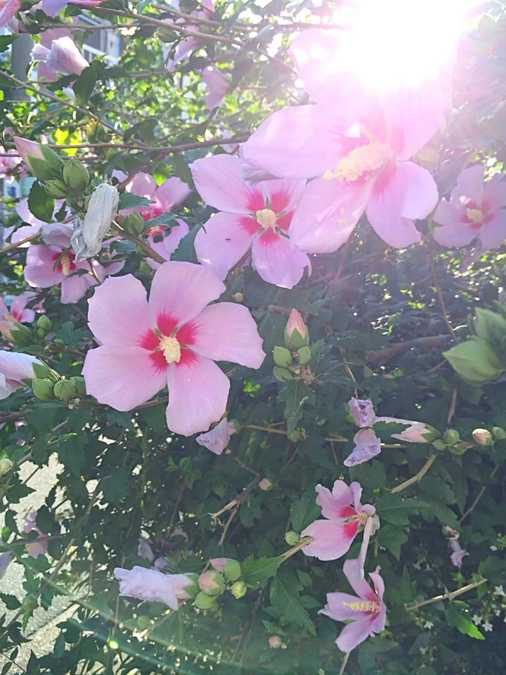 Snapdishの料理写真:お花|ももたろうさん