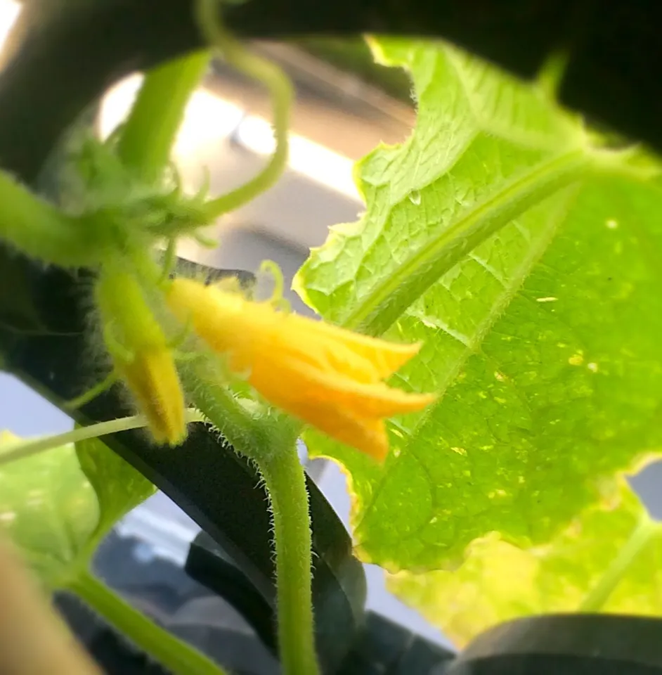 My cucumber from the seed starts to bloom.|Masakiさん