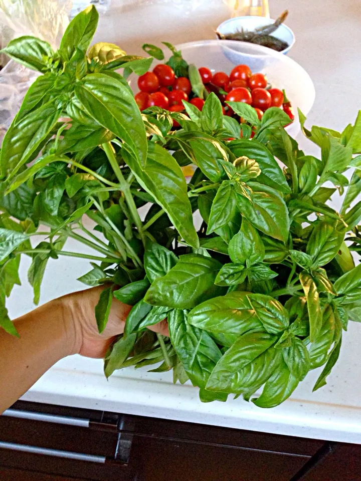 Fresh Basil from my garden|viviさん