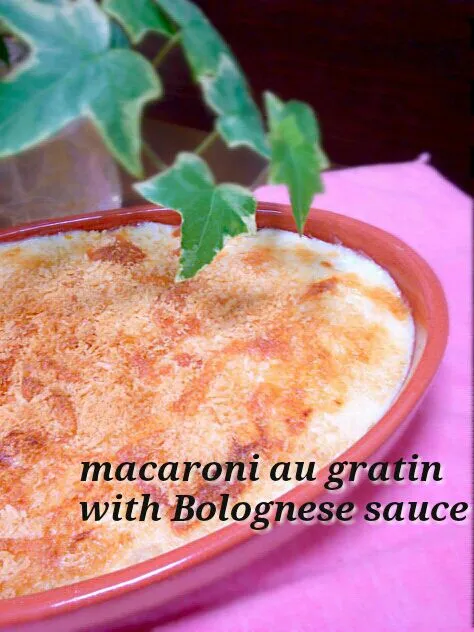 macaroni au gratin with Bolognese sauce!!|和田 匠生さん