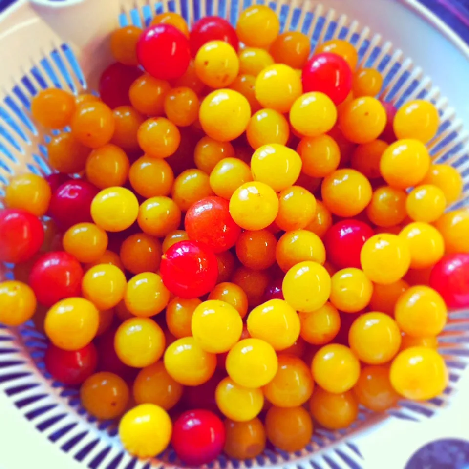 Freshly picked wild plums from forest|Carol Liさん