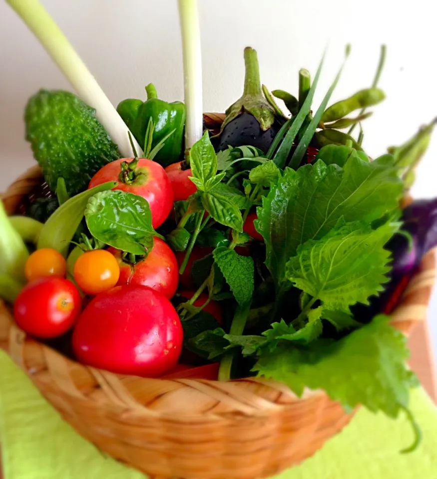 Today's basket in the ton's kitchen garden|tonさん