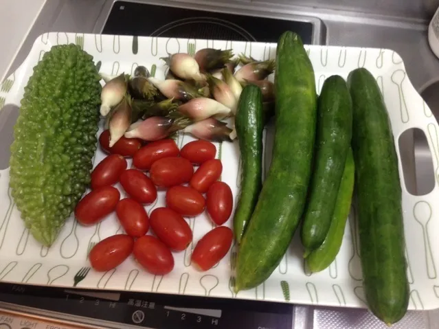 実家から略奪して来た家庭菜園の野菜達！*\(^o^)/*✨|サソリさん