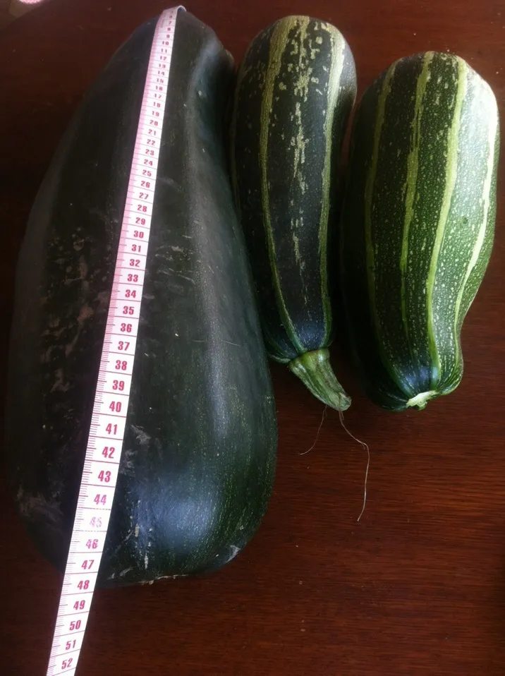 Snapdishの料理写真:How am I going to cook this organics Zucchinis|PHILIPPEさん