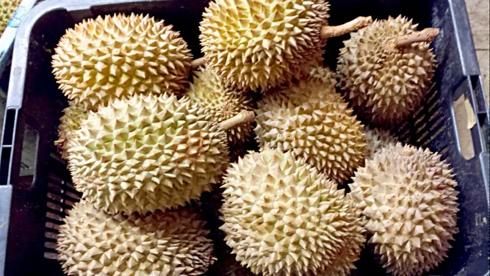 Durian - The King of fruits|Goh-sanさん