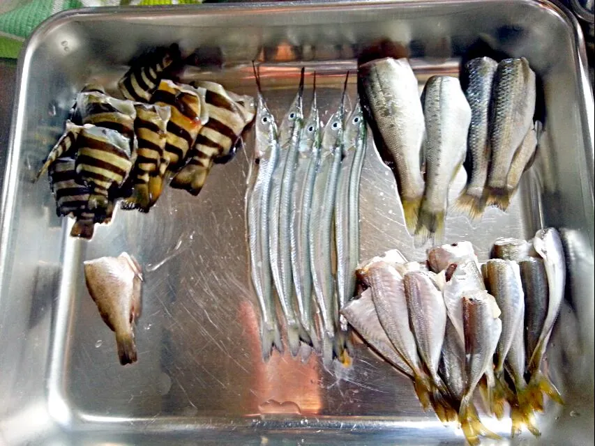 Snapdishの料理写真:あじ、しまだい、すずき、ぼら、さよりの稚魚
下ごしらえ中|みささん