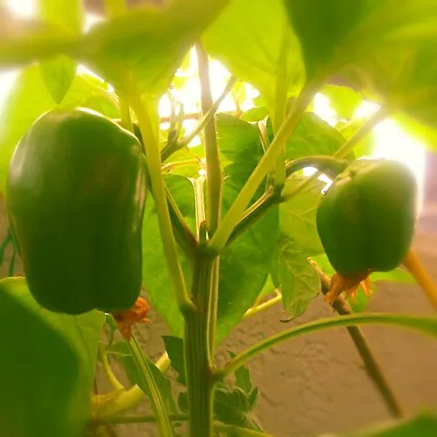 My paprika are on the growing|Masakiさん