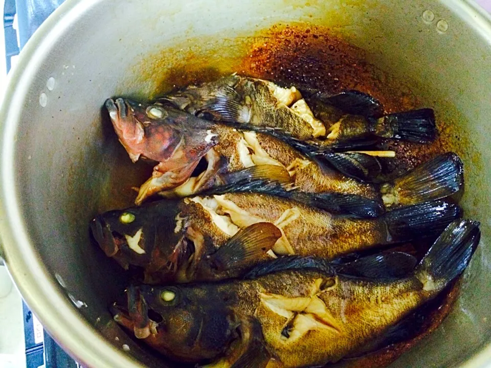 父の手料理。若狭湾で釣ったカサゴとキジハタの煮付け|chocolatteさん