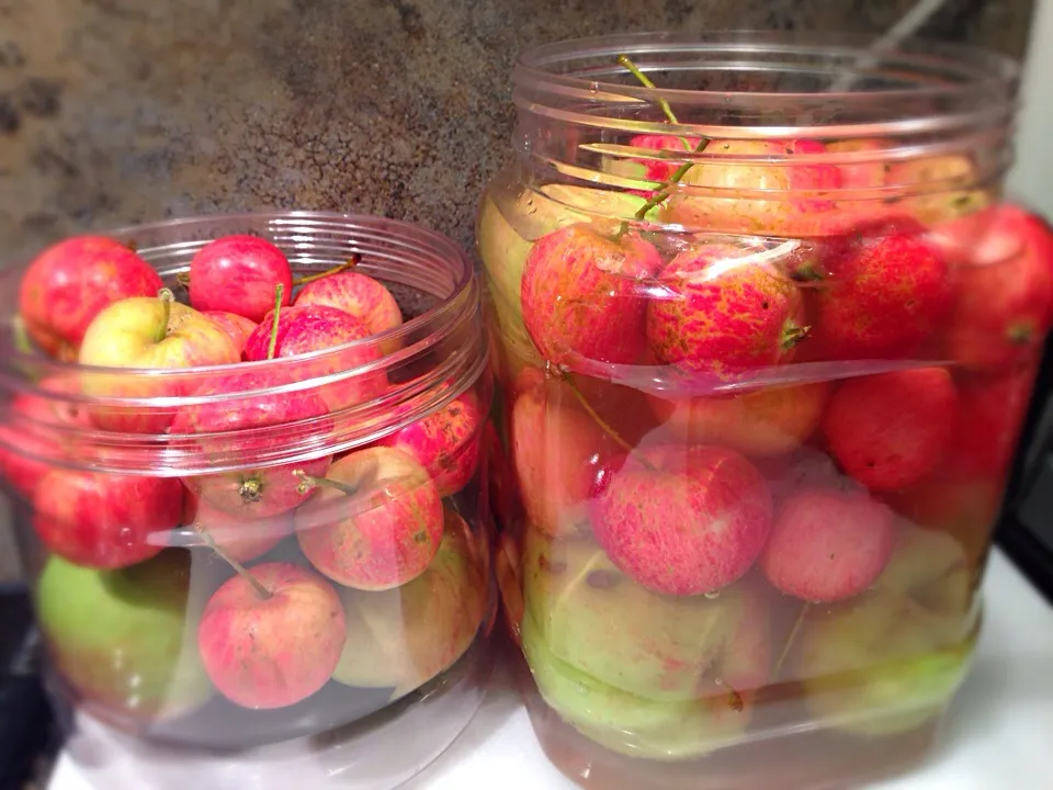 Crabapple pickle|Allissa Zhaoさん