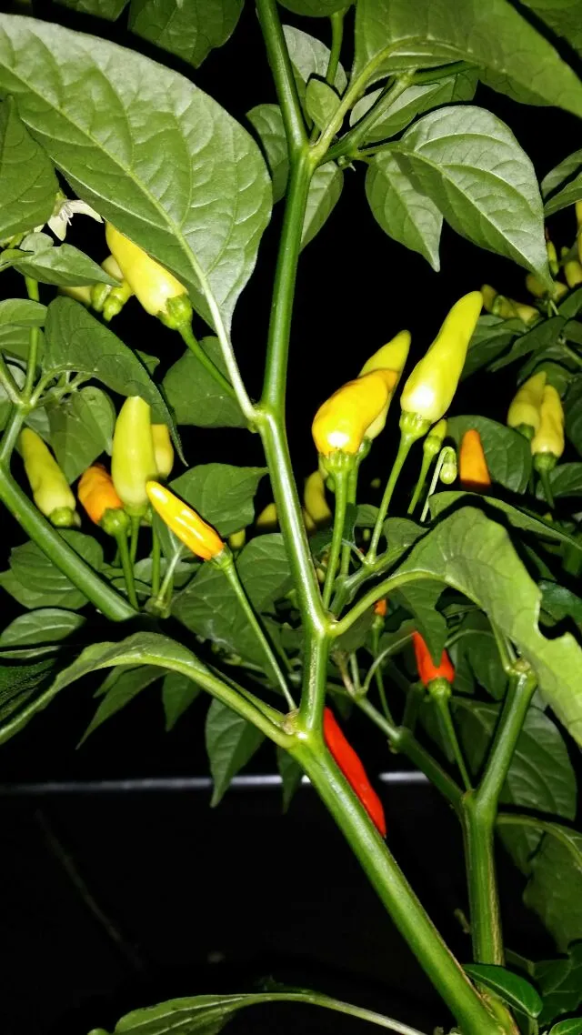 Tabasco Peppers Ready for picking.  Making Homemade Puertorican style hot sauce.|Frank Ortizさん