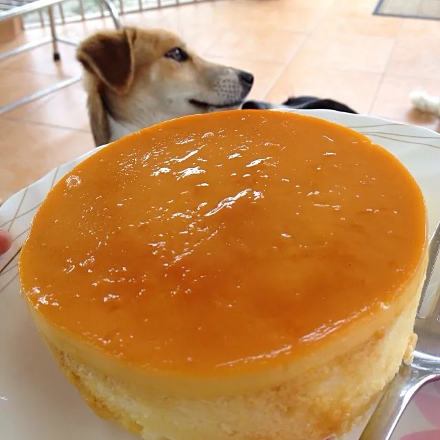 レモン風味のカスタードケーキ。私のカロリーオーバーを心配する犬達が手伝ってくれましたよ(；´∀｀)|Kenny Hiraiさん