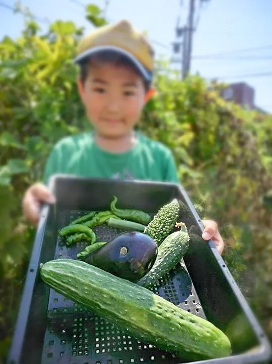 採れたて野菜|きむらゆりかさん