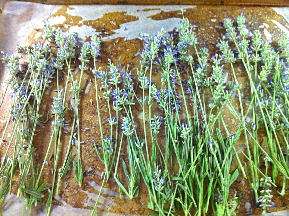 Drying Lavander for sugar|drockさん