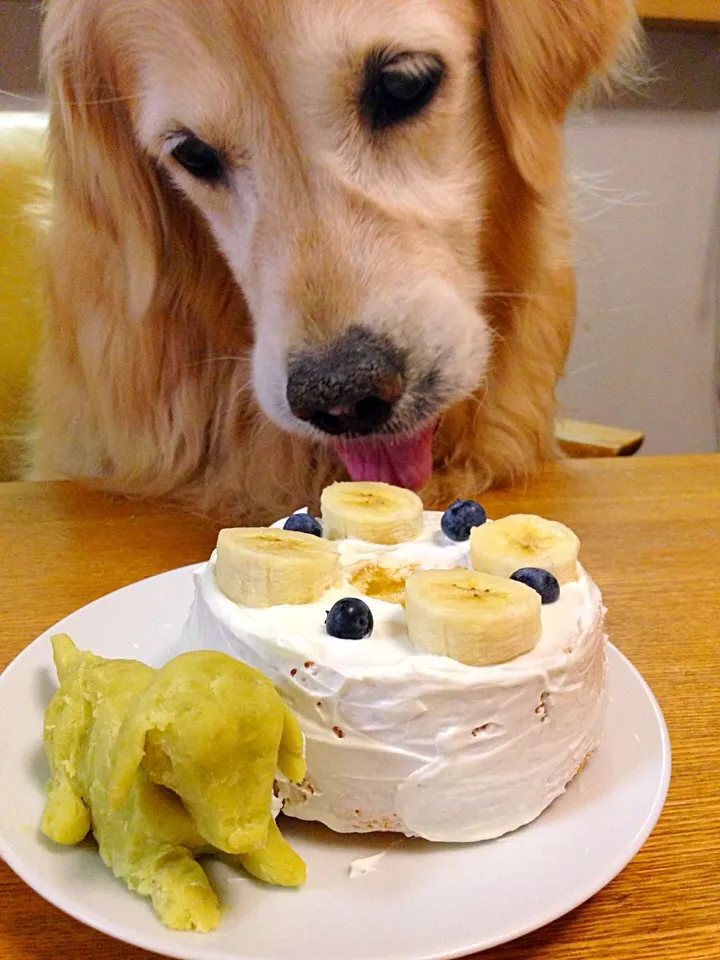 Snapdishの料理写真:愛犬ハナの11才のお誕生日ケーキ🎂|nononkoさん