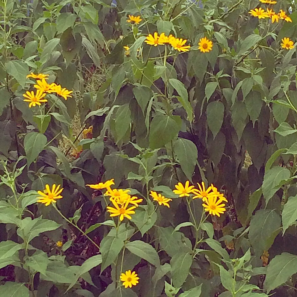 菊芋の花が満開です♬（笑）|Yoshinobu Nakagawaさん