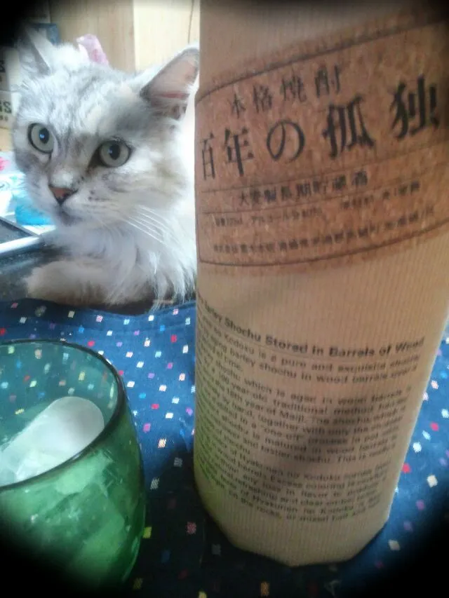 秋ふかし猫を相手に孤独酒(´・ω・`)?|高村幹子さん