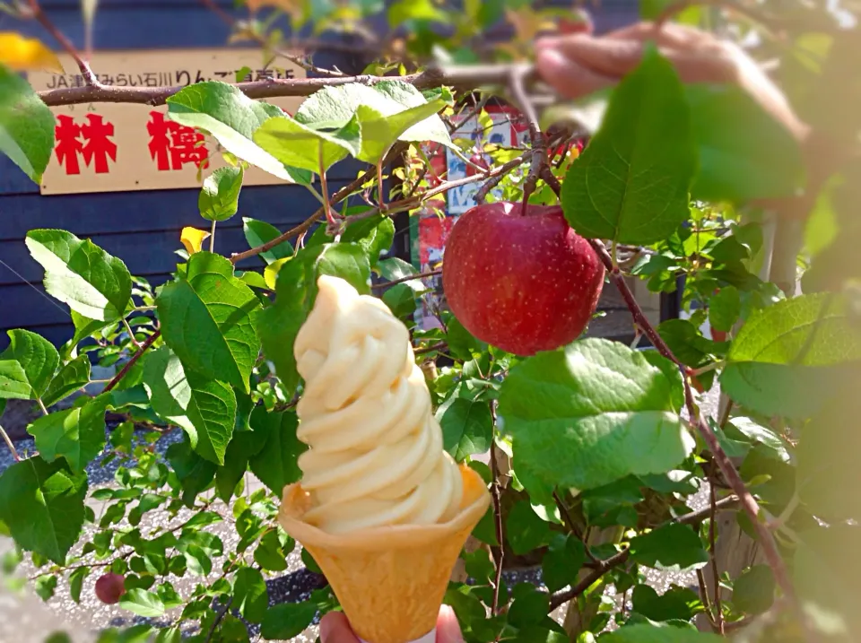 青森県〜🍎リンゴソフト🍦😋|アライさんさん