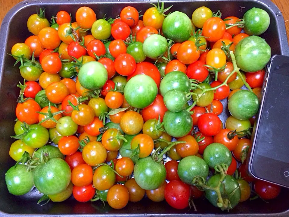 Freshly picked cherry tomatoes ☺️💪👍|analynさん