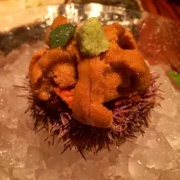 Live Iceberg Sea Urchin|Amanda Mokさん