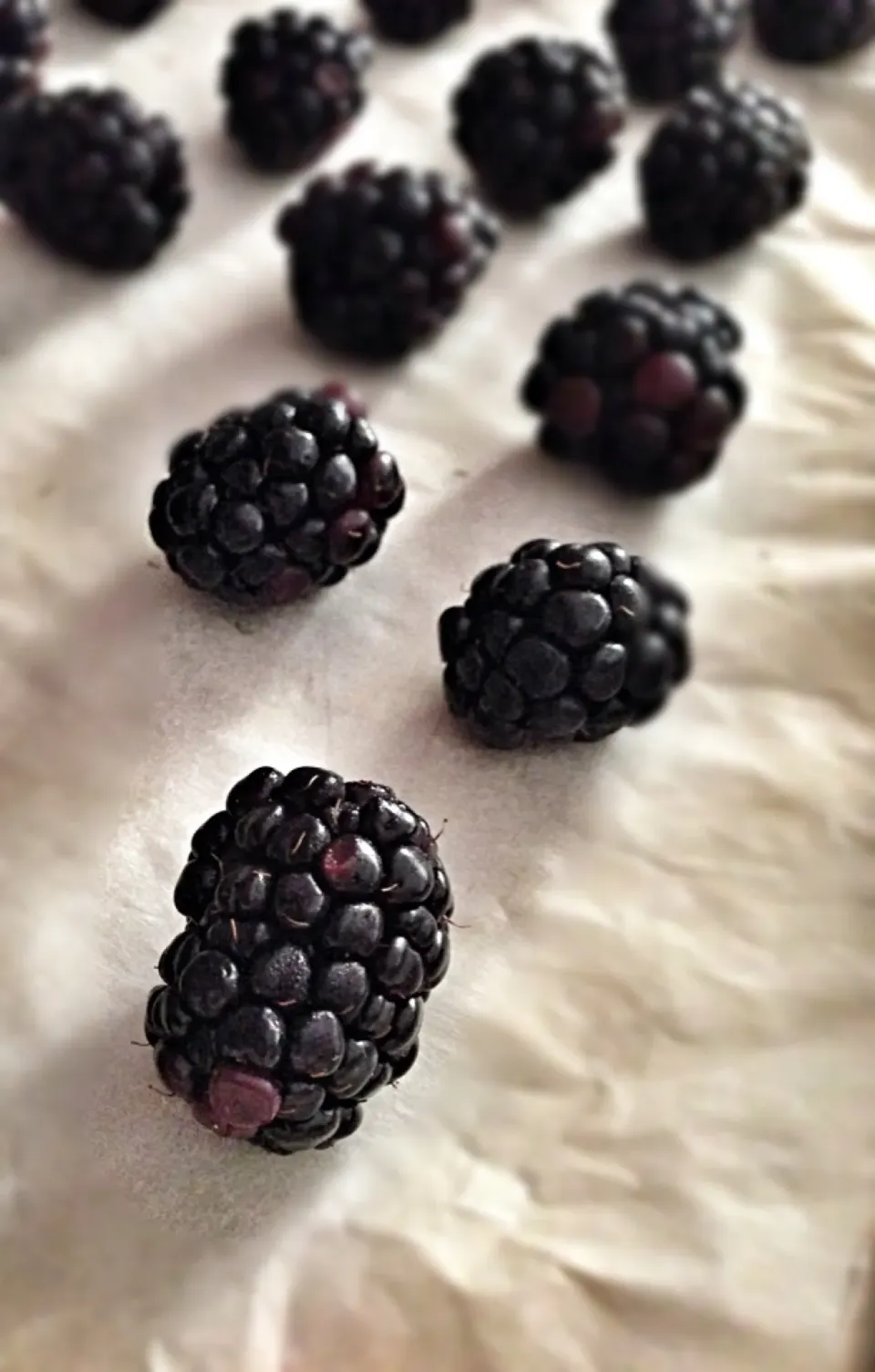 Fresh blackberries|coxiella24さん