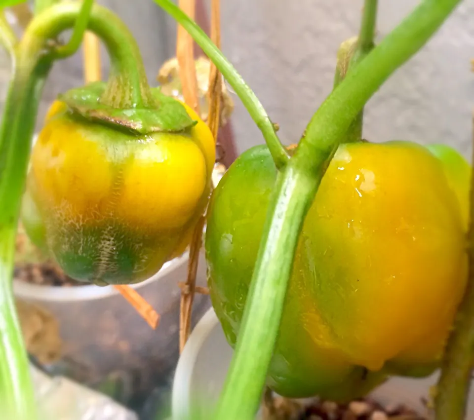 My other bell pepper turned to yellow|Masakiさん