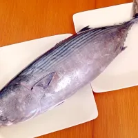 60cmのカツオ君🐟|デミさん