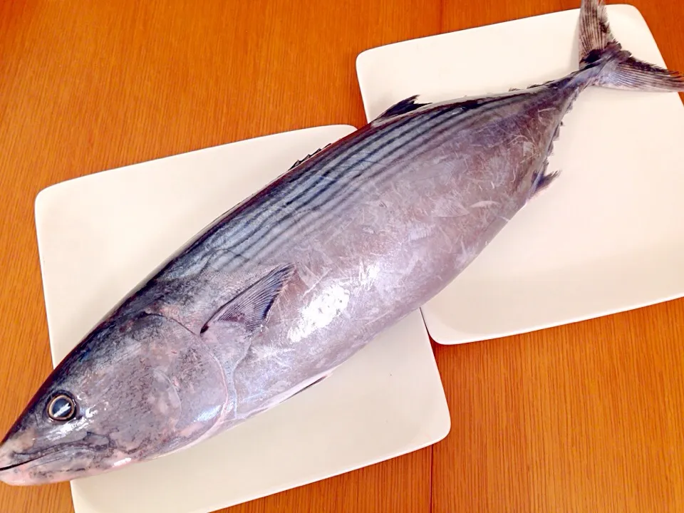 60cmのカツオ君🐟|デミさん