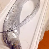 Snapdishの料理写真:ギンギラギンの太刀魚🍀|デミさん