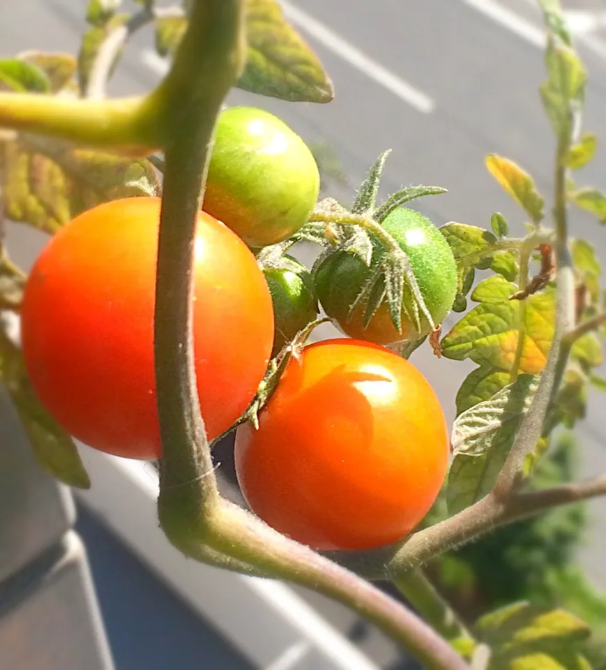 My mini tomato are still on the growing!|Masakiさん