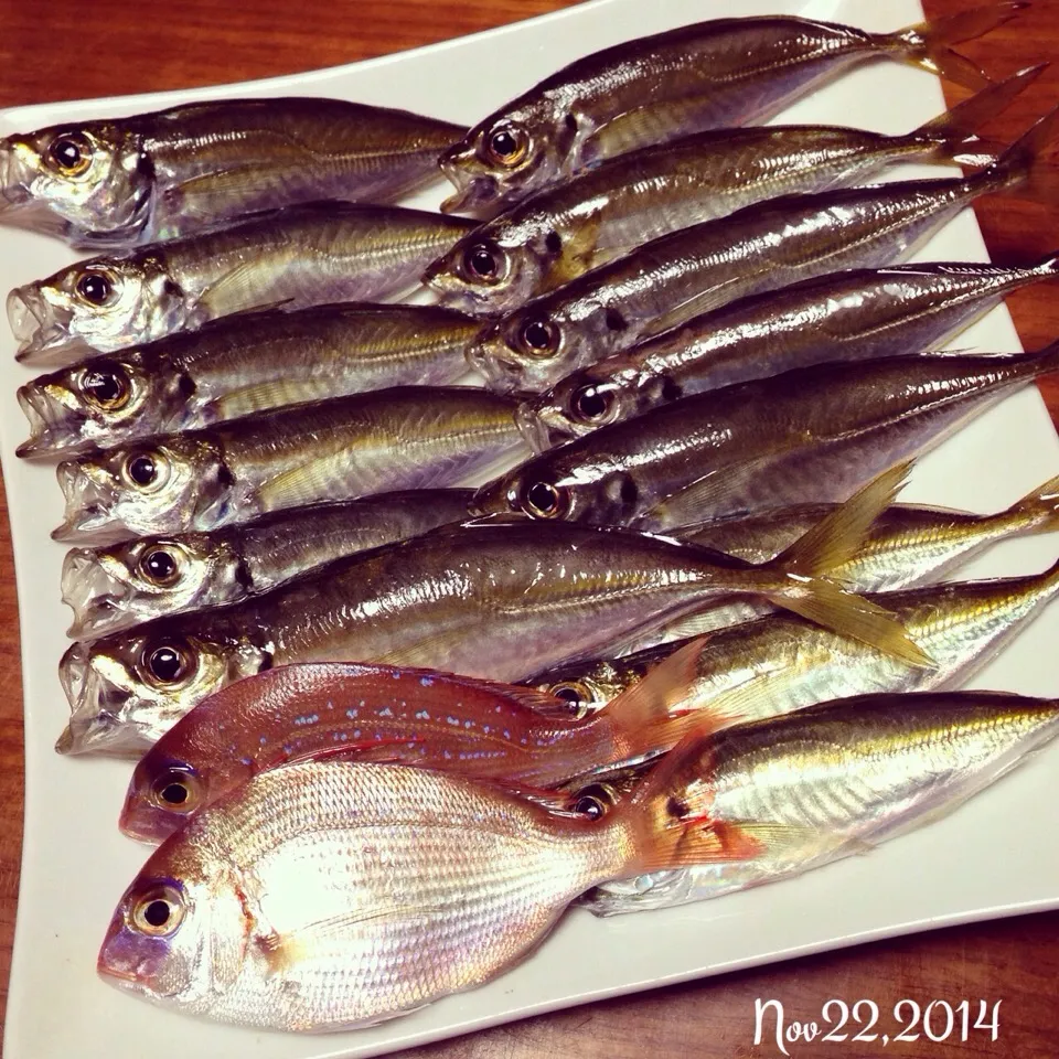 釣ったお魚🎣|さと⋆さん