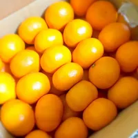 Snapdishの料理写真:愛媛のみかん🍊|よしさん