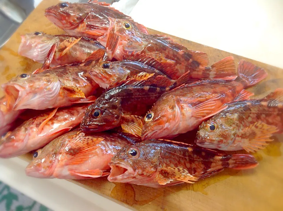 は〜い大きなお口を開けてください🐟（笑）カサゴちゃん集合❗️|アライさんさん