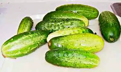 Cucumbers Ready To Be #Pickled #Healthy #Snack/Teatime #Canning #Preserving #Vegetable 🌟|Alisha GodsglamGirl Matthewsさん