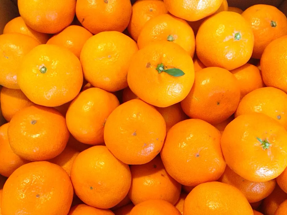 Snapdishの料理写真:Kawachi mikan ( Mandarin orange)|sirakorn owadaさん