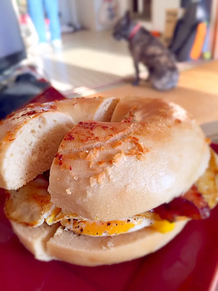 Onion bagel with bacon egg and cheese|lauren shannonさん