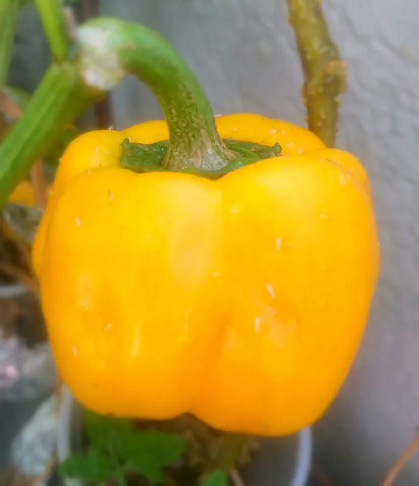 Yellow bell pepper@my garden|Masakiさん