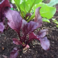 Snapdishの料理写真:Garden grown beets and beet greens.  Red and yellow mix.|kellyさん