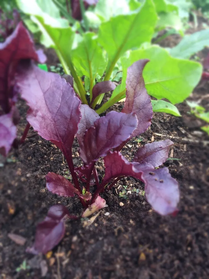 Garden grown beets and beet greens.  Red and yellow mix.|kellyさん