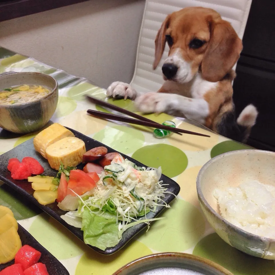 おはようございます。今朝は寝坊したせいで、だし巻き玉子に大根おろしがなかったり、ご飯にたらこ乗せたら必須の海苔を出し忘れたり、犬が箸を転かしたりで、ばったばたでしたわ╮( •́ω•̀ )╭|うさ爺さん