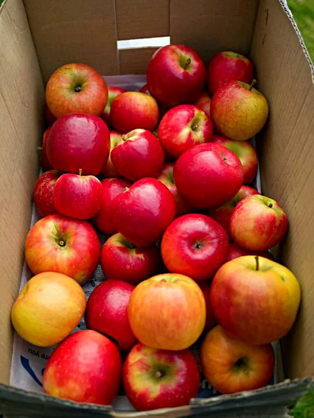 Snapdishの料理写真:🎁🍎🎁 Oakland Organic Farmer's Market 🍃 Ethel Louisiana #Fruits Apples for #Christmas Baskets #Yummy #Healthy #Organic #Fruit 🎁🍎🎁|Alisha GodsglamGirl Matthewsさん