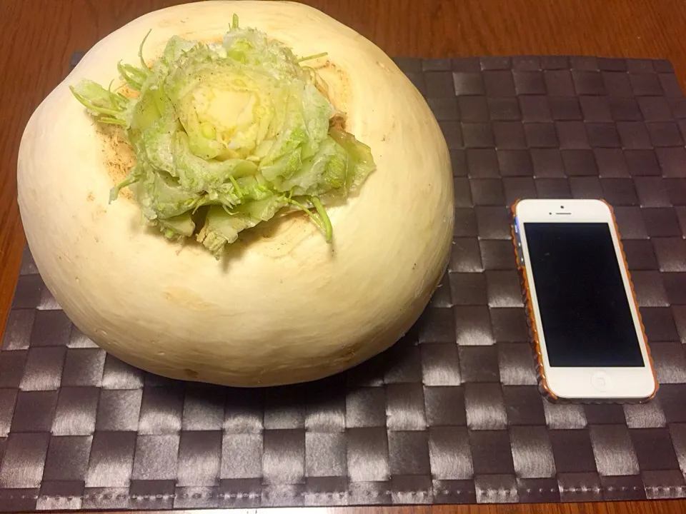 料理される前の大きなかぶ♡ iPhone5と並べてみたよ|あっこぷーさん