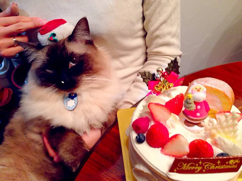 Snapdishの料理写真:ちゃたまるとモンシェールのXmasケーキ(^^)|ちゃたままさん