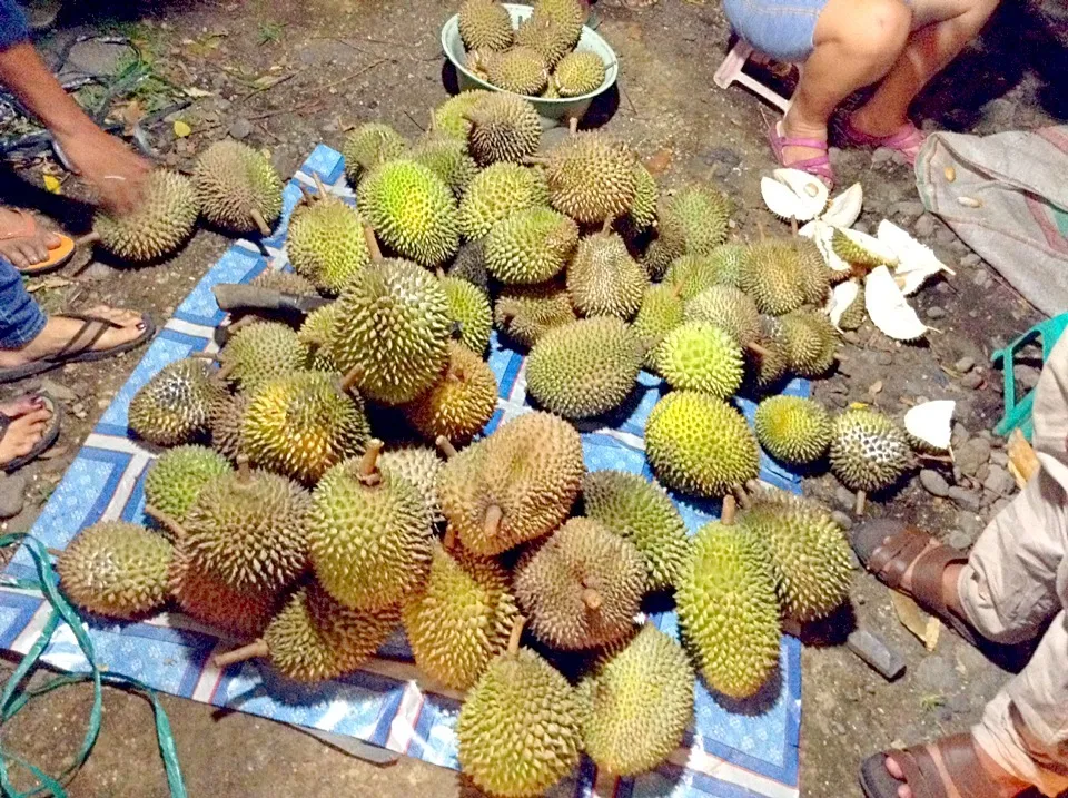 Durian|Bambang Budiono Tjioさん