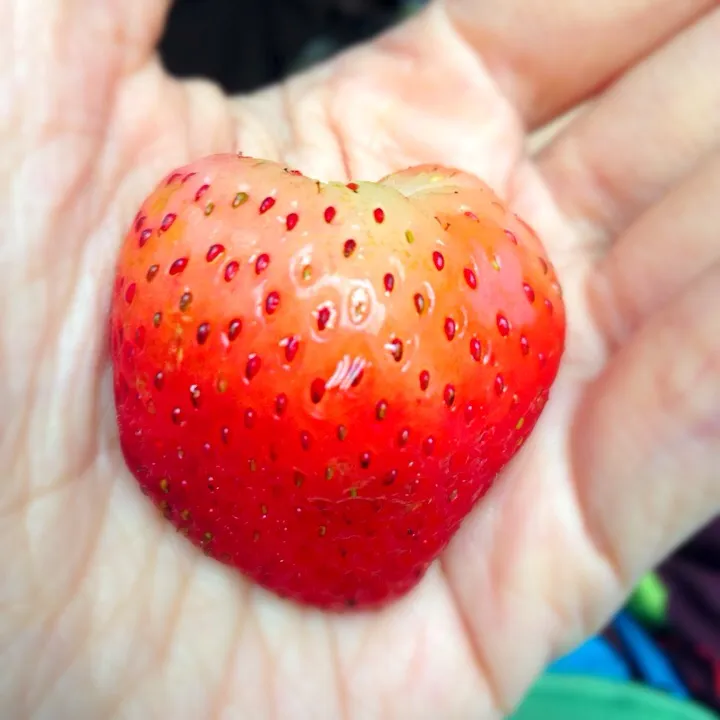 #Strawberry #Chiangmai #Thailand|Aoy Napapornさん