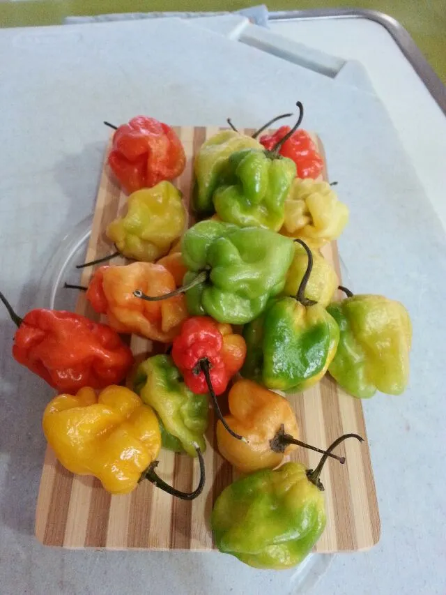 habanero ready for pickling.|Polly Gelfusoさん