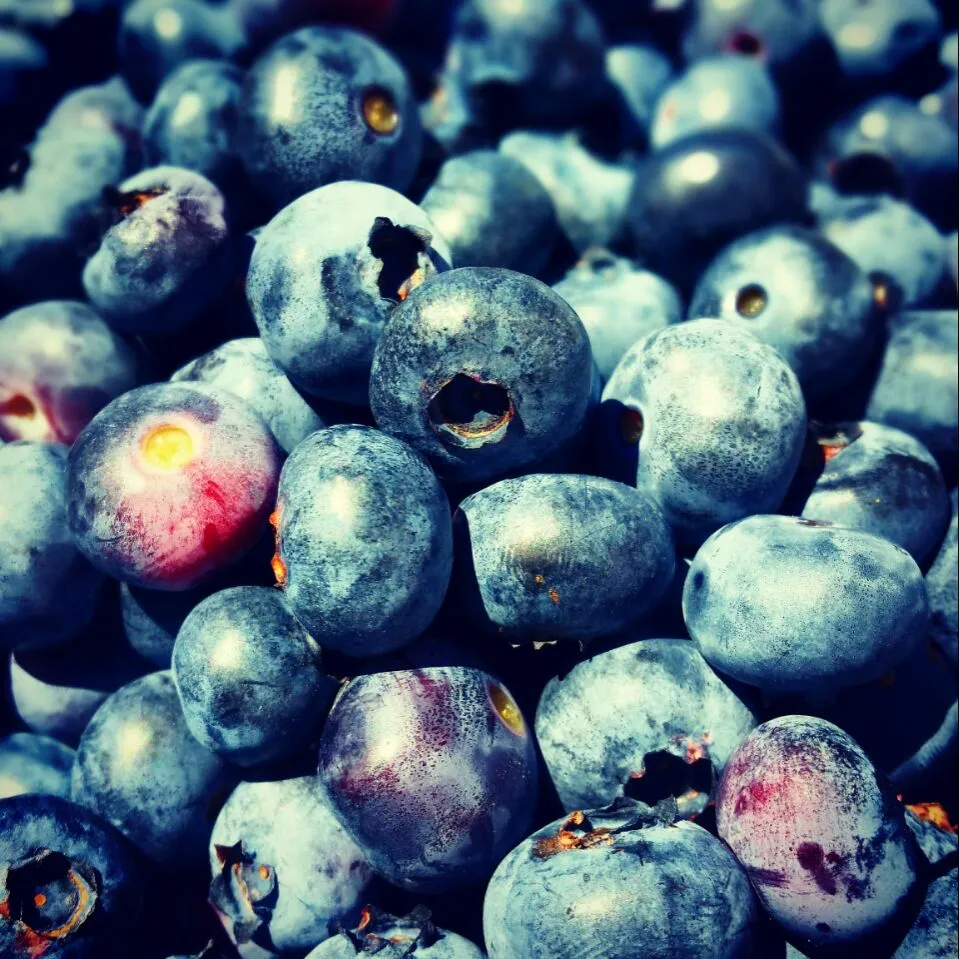 Organic blueberries|Nicky Jonesさん