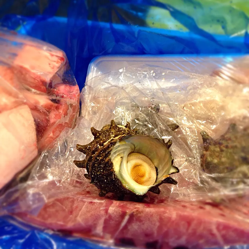 鮮魚とサザエ|ネネさん