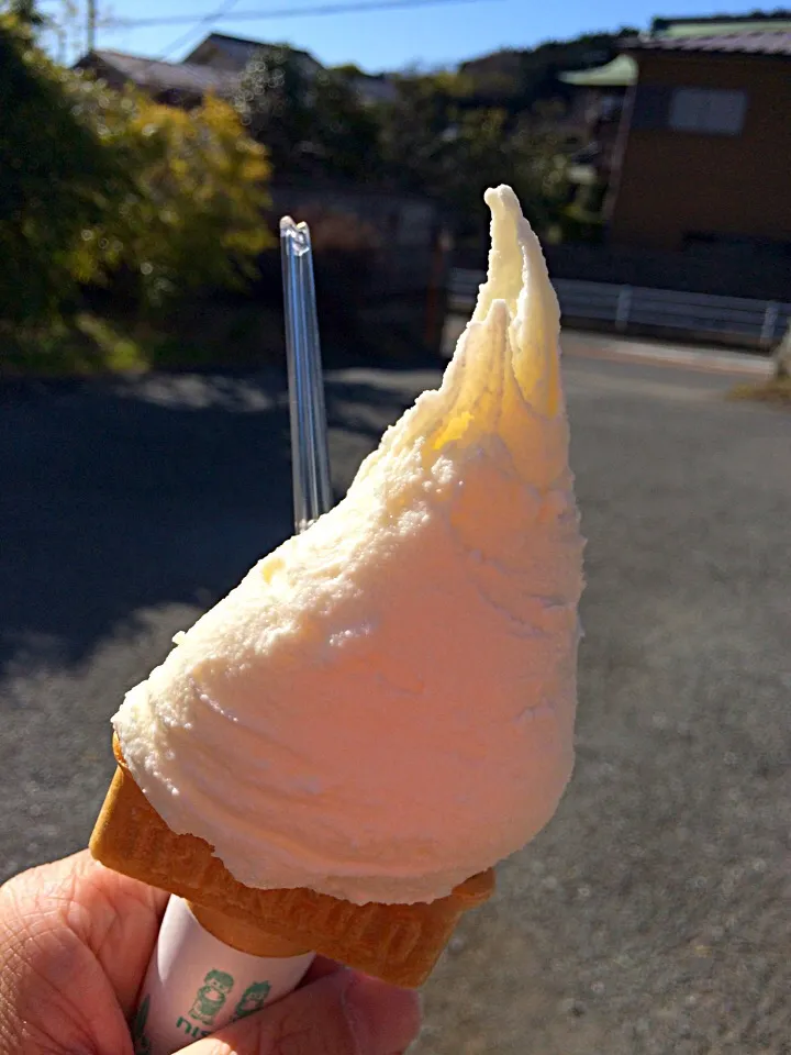 クリームチーズジェラート🍦|おかっぴーさん