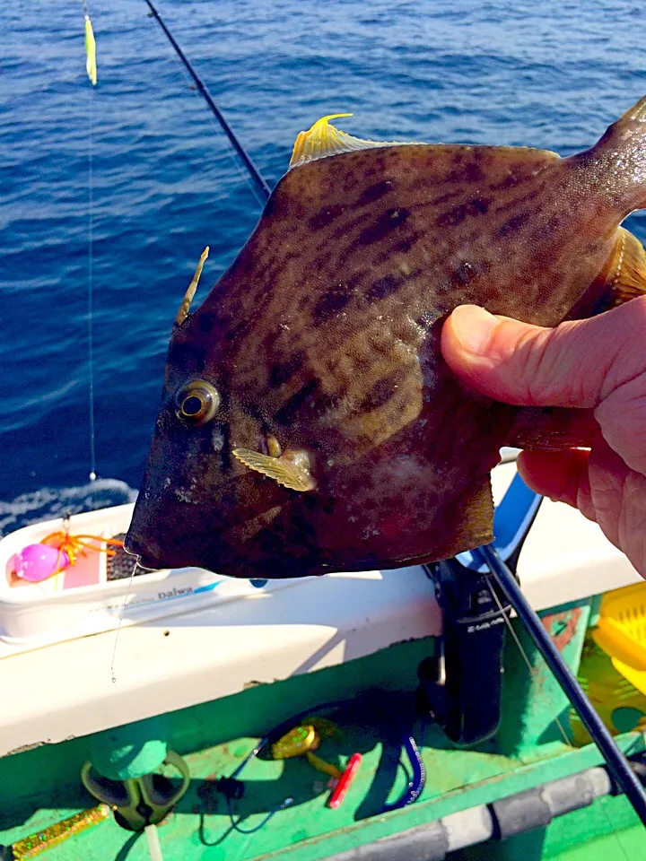 カワハギ 25cm|風流料理人さん