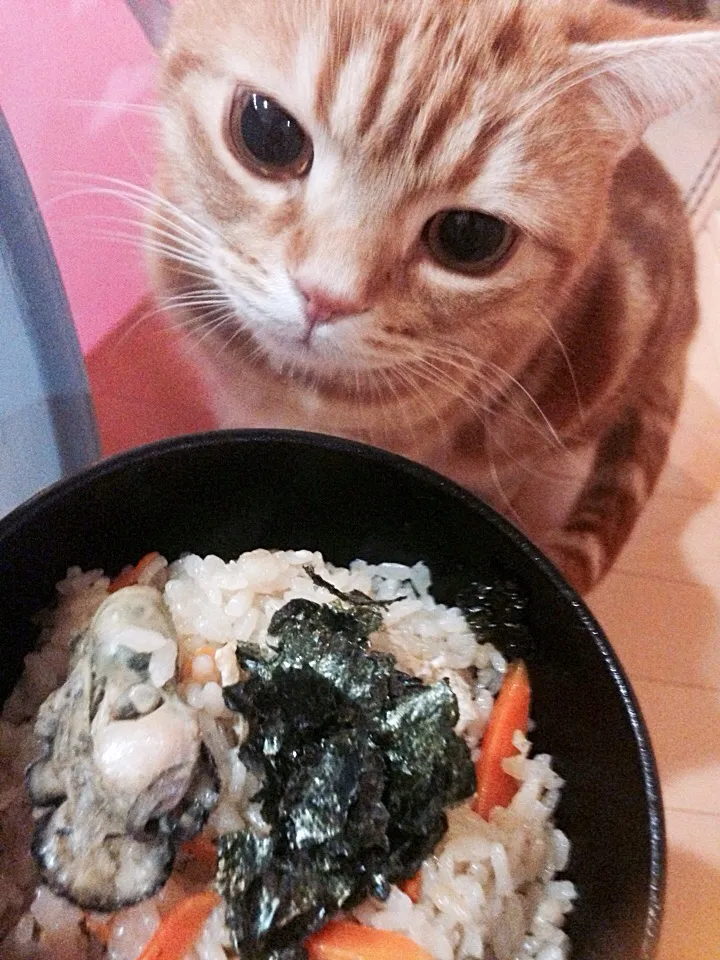 Snapdishの料理写真:牡蠣飯にゃり(=^ェ^=)|さくらんぼさん